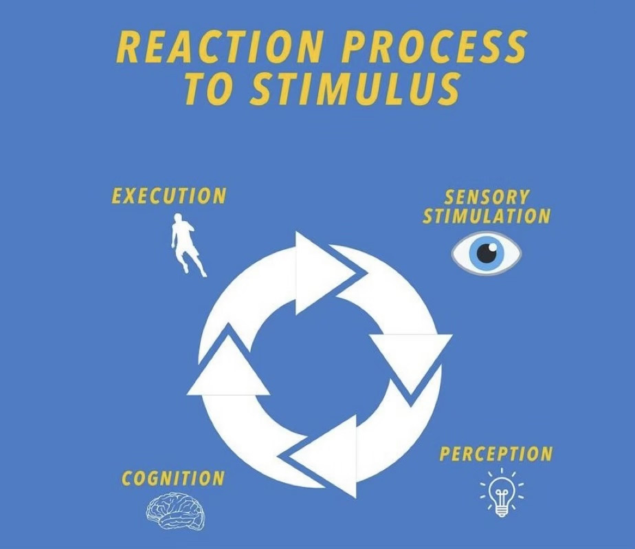 Reaction Process To Stimulus Reaction Process To Stimulus